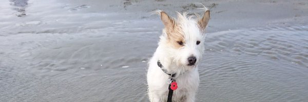 AlisonAmeb Profile Banner