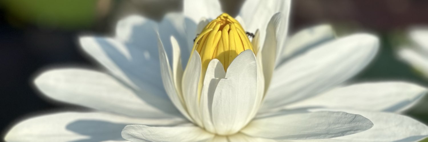 Rafasha Dimas banner