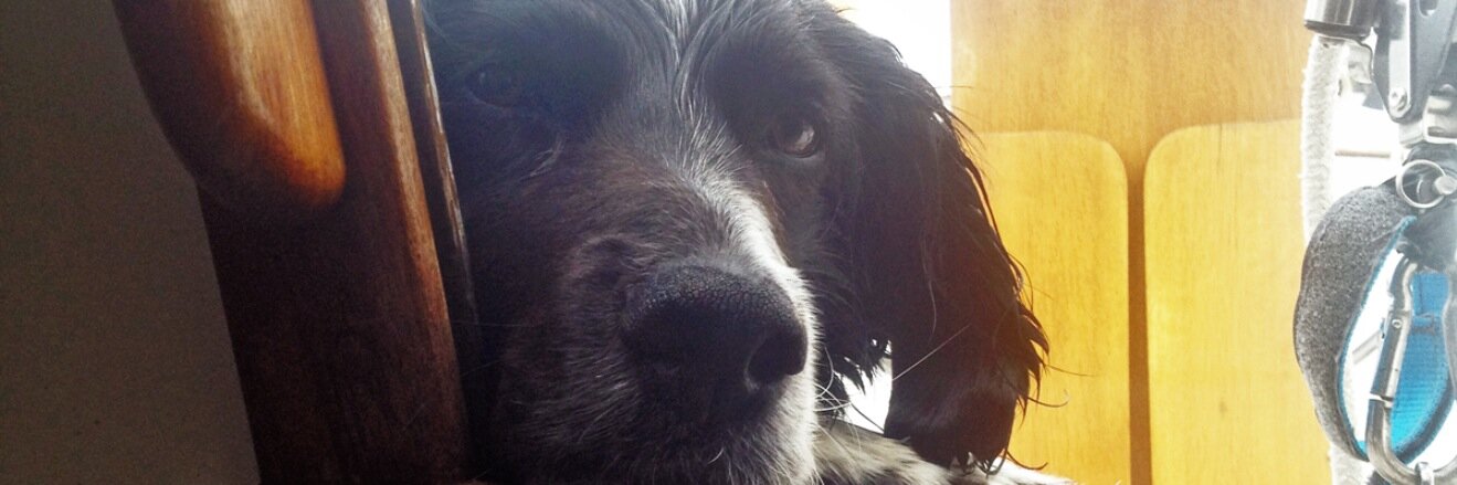 Lorna Yard ✪ banner