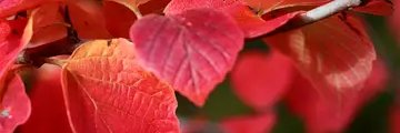 sadra_barghab's profile banner image