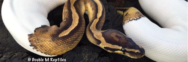 GearworkExotics Profile Banner