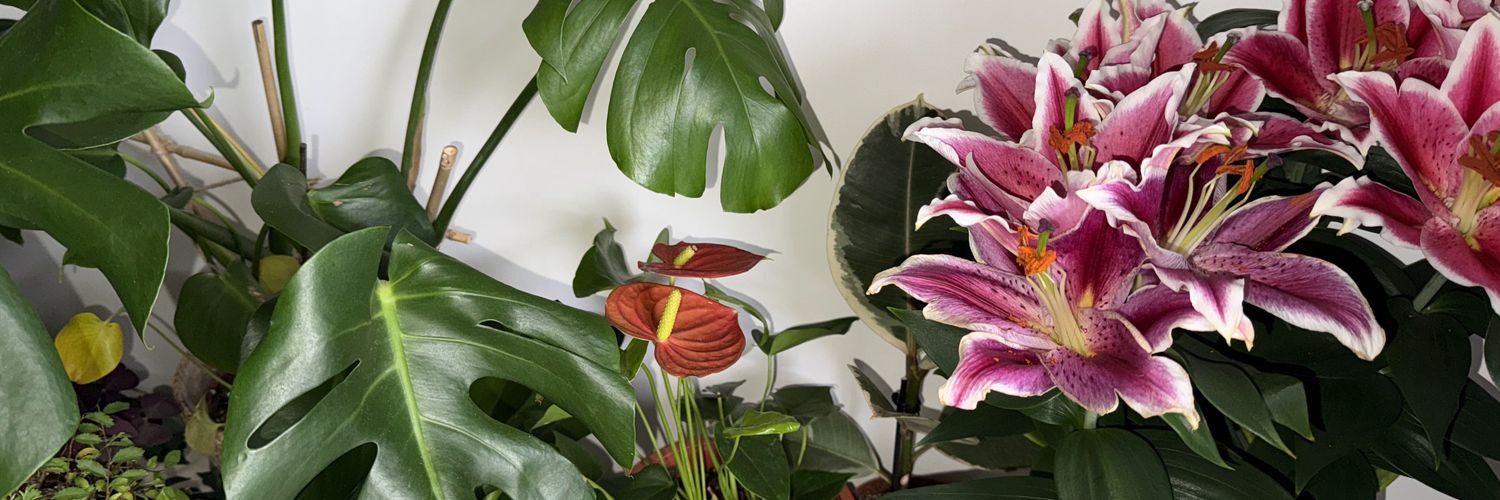 Hadeer_A_G's profile banner image
