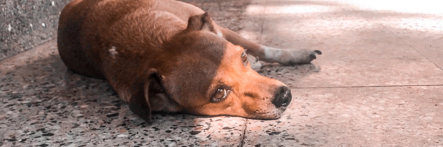 FloorServat's profile banner image