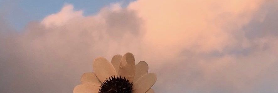poxced's profile banner image