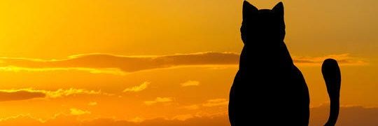 Cat of the Night banner