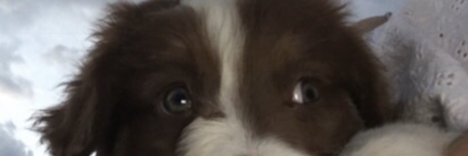 sofiaconttreras's profile banner image