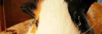 mojago's profile banner image