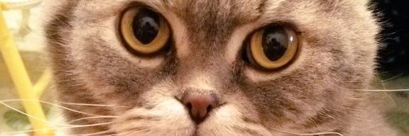 RoseSoleil's profile banner image
