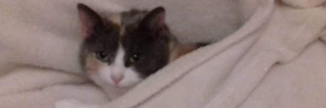 OBissett's profile banner image