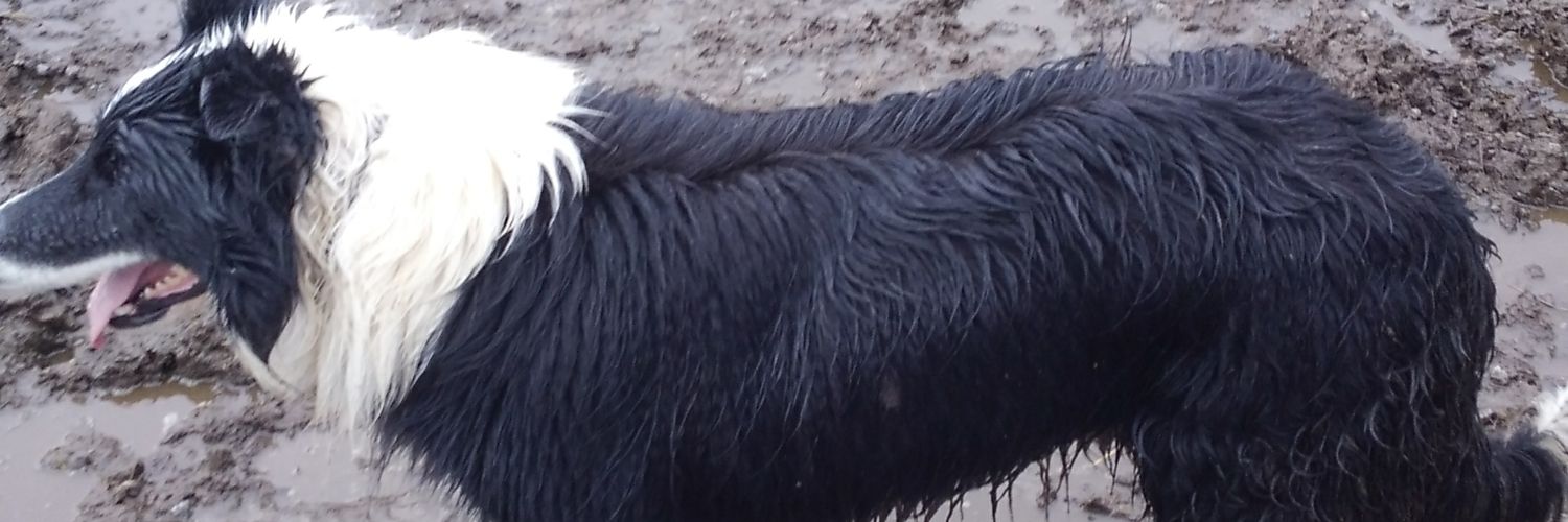 wideopenfarms's profile banner image