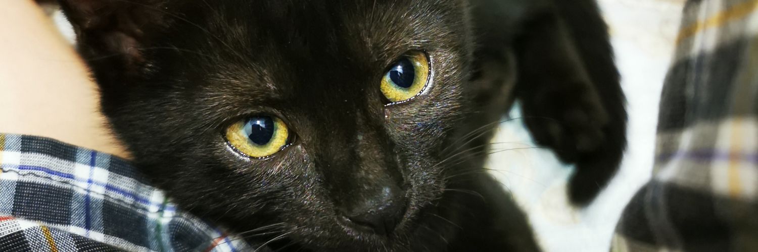 TerryIsMyName's profile banner image