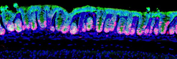 TheAherneLab Profile Banner