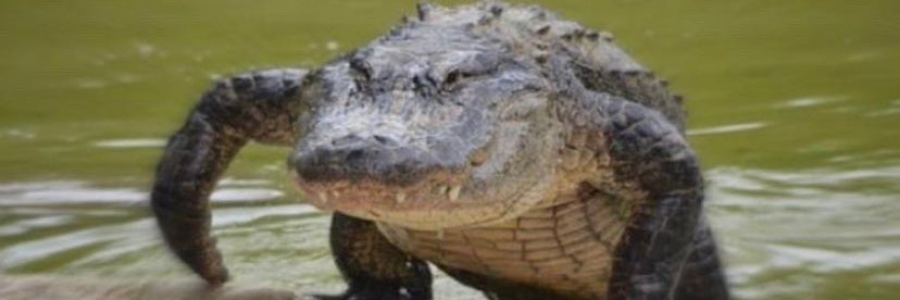 just a croc banner