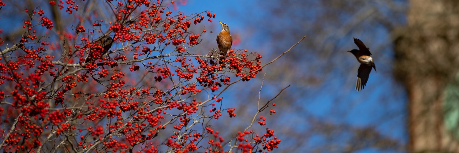 Office of Graduate Studies banner