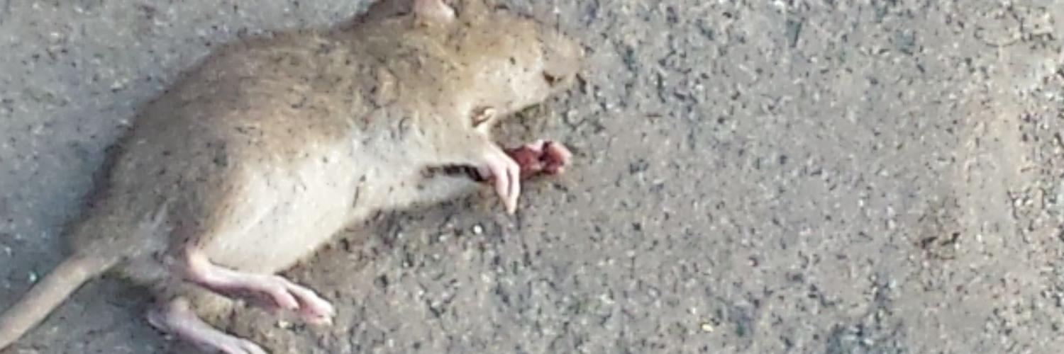 RataPeruana's profile banner image