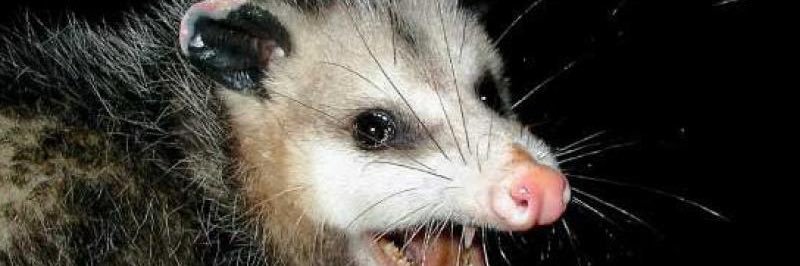 DroopyFur's profile banner image