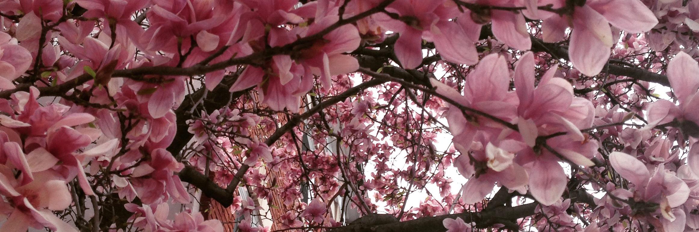 DowntownerDC's profile banner image