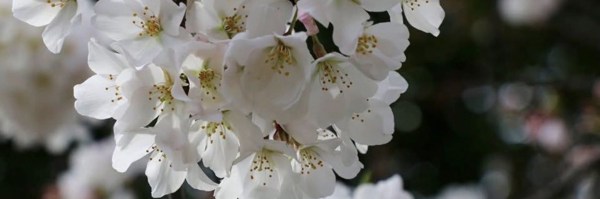 The Georgetowner banner