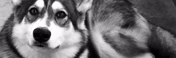 amaver's profile banner image