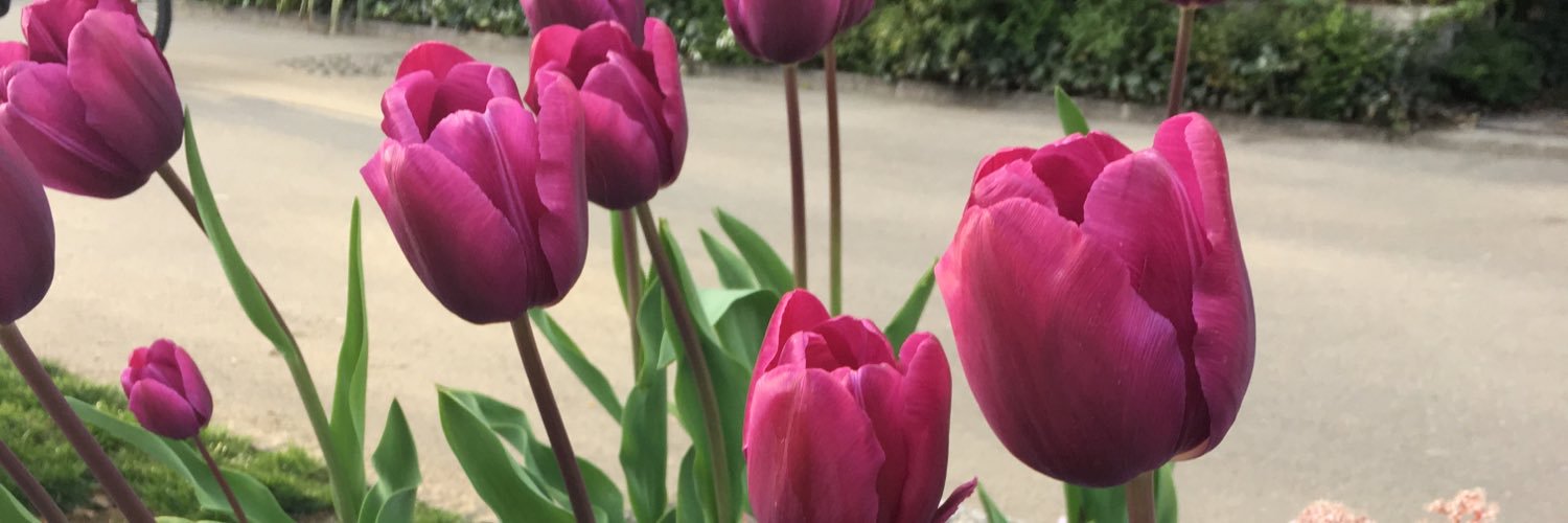 PinkAYA2687's profile banner image