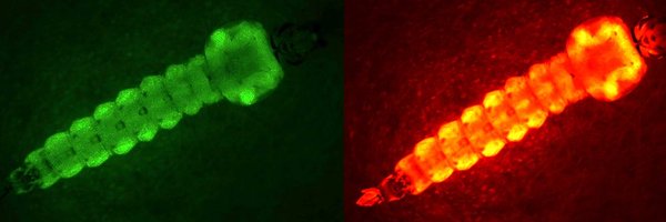 AlpheyLab Profile Banner