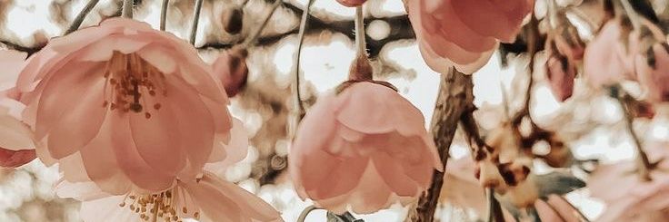 Sabrynation's profile banner image
