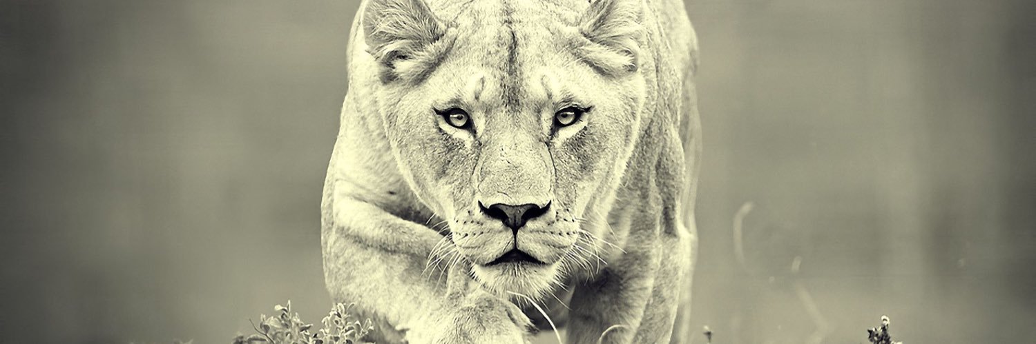 lauryncat's profile banner image
