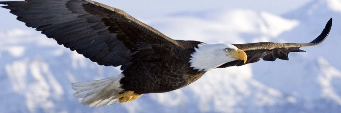 bayar argushi banner