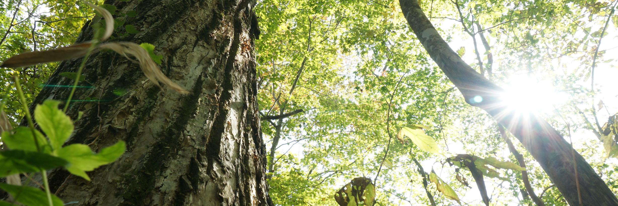 baobabu_tree's profile banner image
