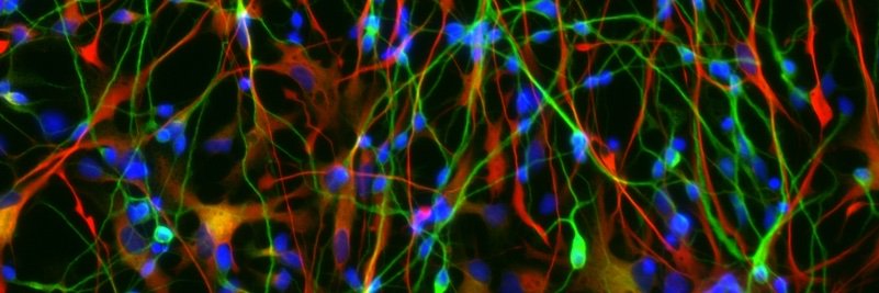 Geschwind Lab @ UCLA banner