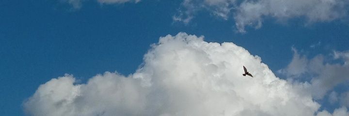 salmaqapill's profile banner image