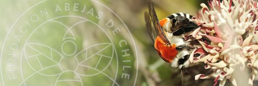 Fundación Abejas de Chile's banner