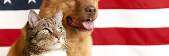 CommanderCat banner