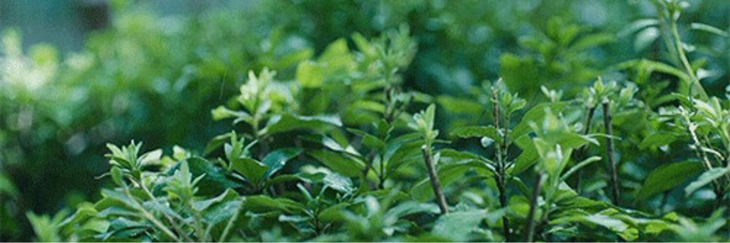 pnu_cn's profile banner image