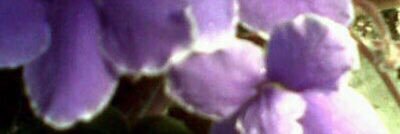 taviole's profile banner image