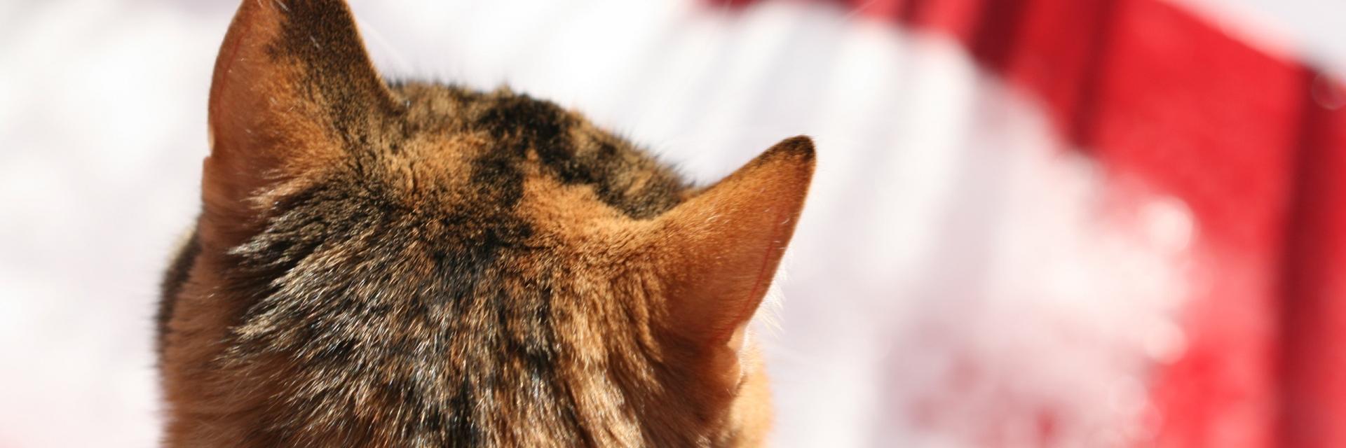 theniaz's profile banner image