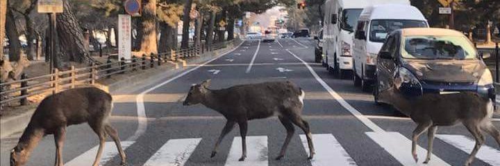 奈良ビバリーヒルズ＆スターヒルスタジオ（リハーサルスタジオ） banner