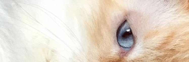 kad_do2_so's profile banner image