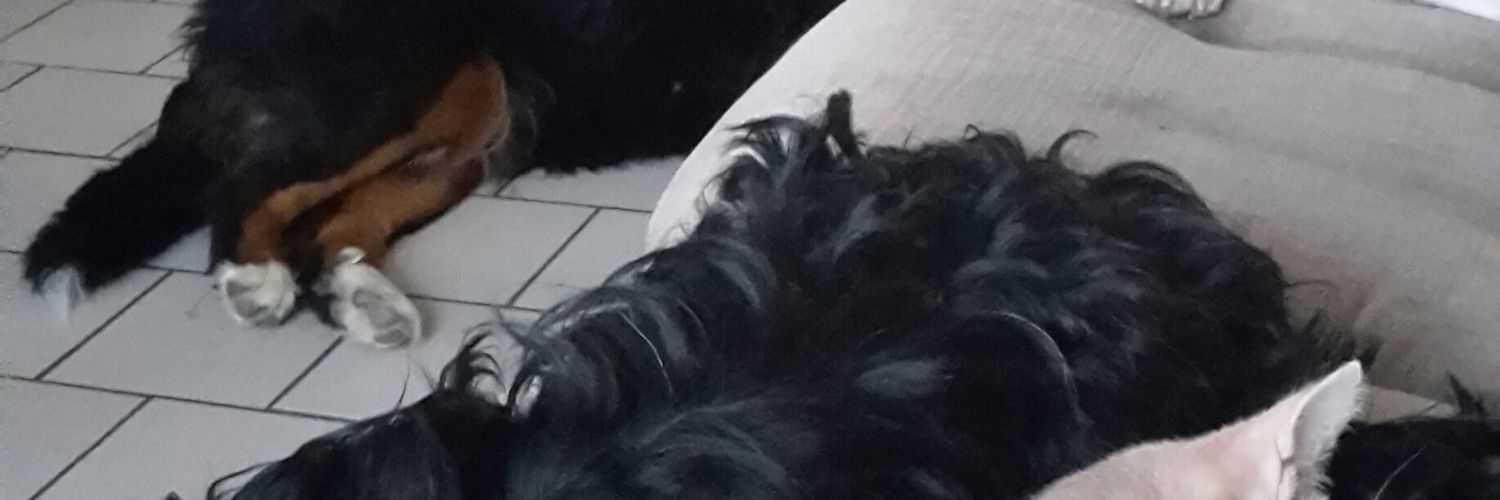 iguane59241's profile banner image