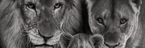 Yeşim Aydın Sağra 𖣔 banner