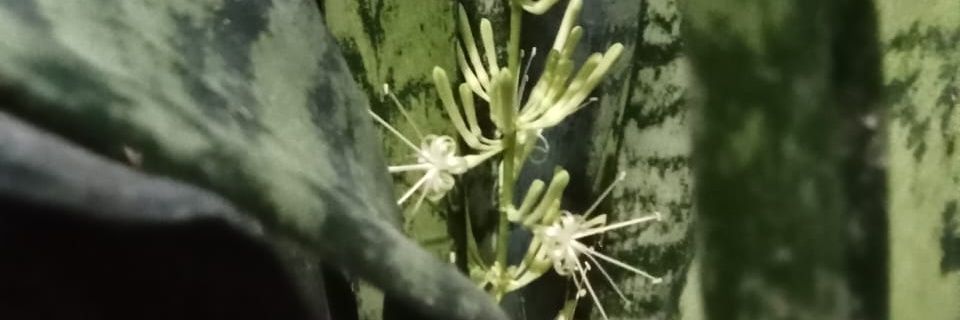 Surindro Asem, PhD, Scientist. banner