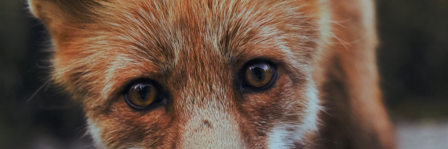 Denz86's profile banner image