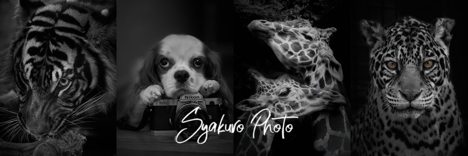 しゃくろー📷's banner