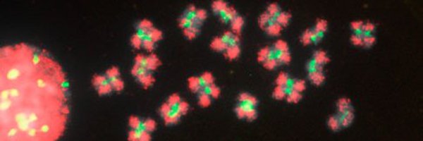 D_CabraldeMello Profile Banner