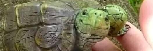 Melanie Graves 👩🏼‍🏫🏅🧩🎓 banner