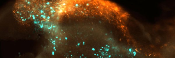 EricTheveneau Profile Banner