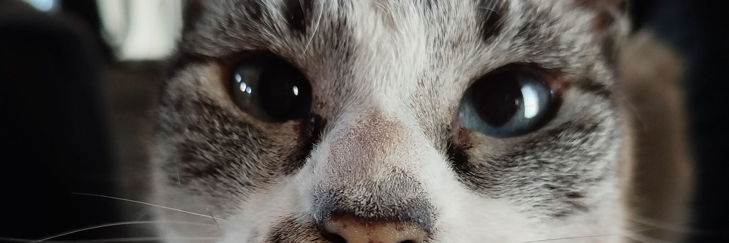 FlorDeCornuda's profile banner image