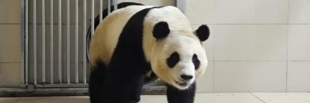 o0가을향기0o (푸바오 사랑해, 잘 견뎌줘^^) banner