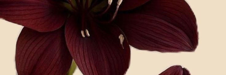 mirahma's profile banner image