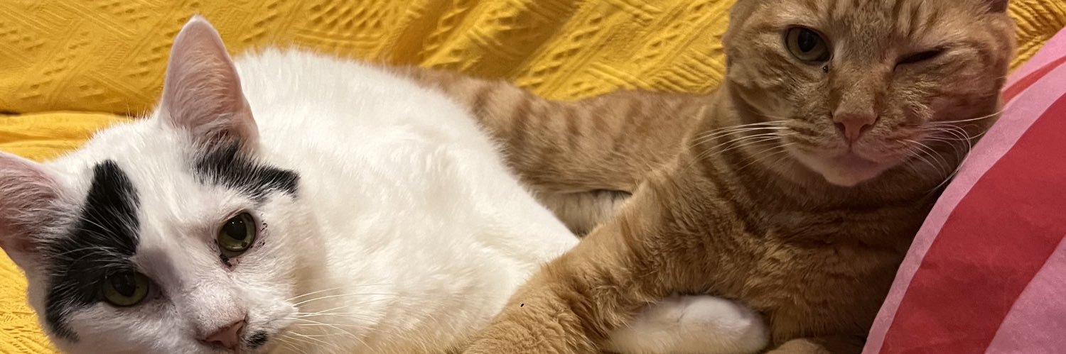 Madison🪲🏳️‍🌈 banner